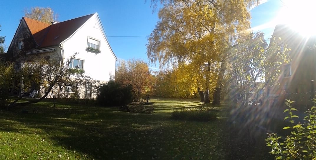 Garten mit Birken und Blick auf das Haus