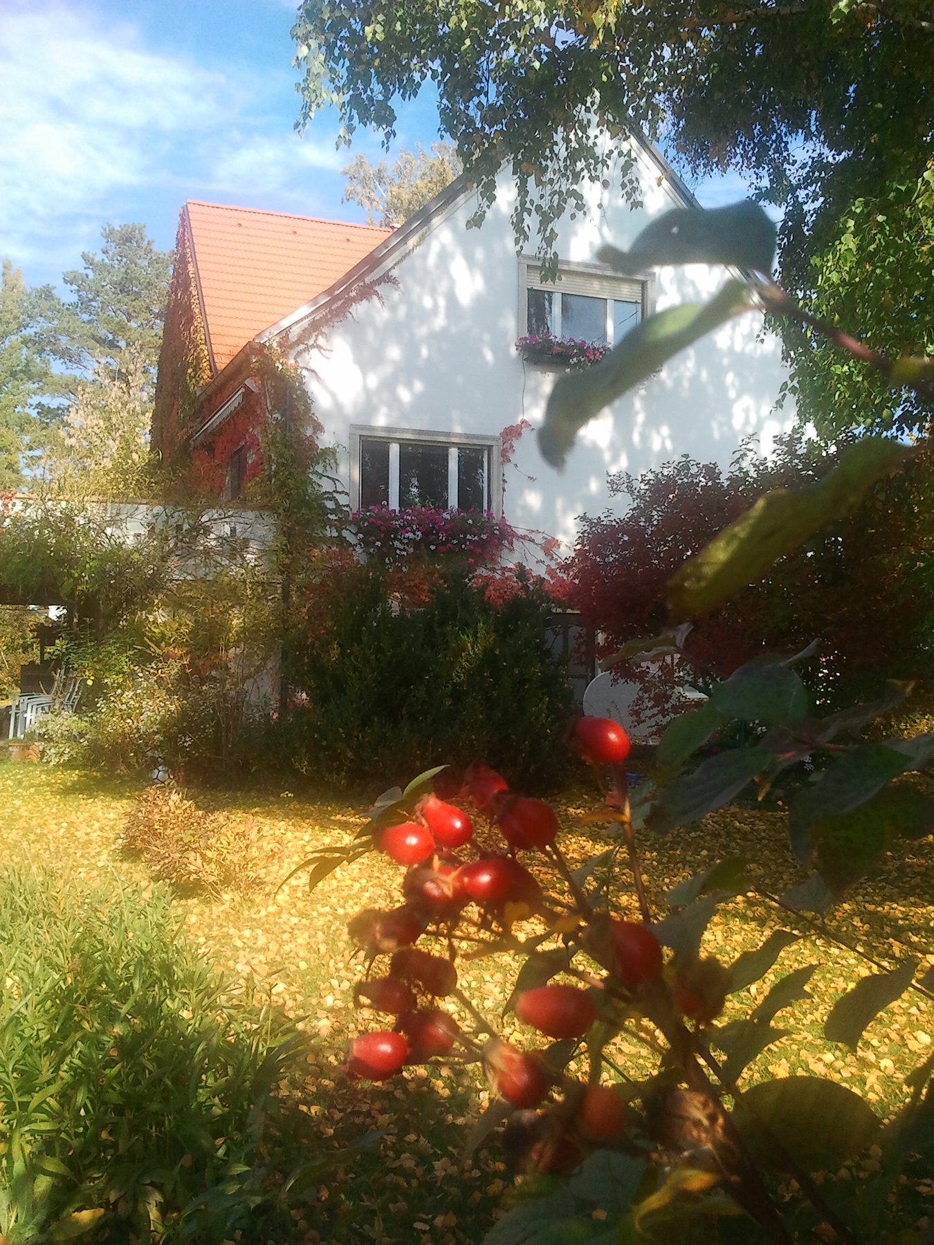 Haus im Garten mit Hagebutten im Vordergrund